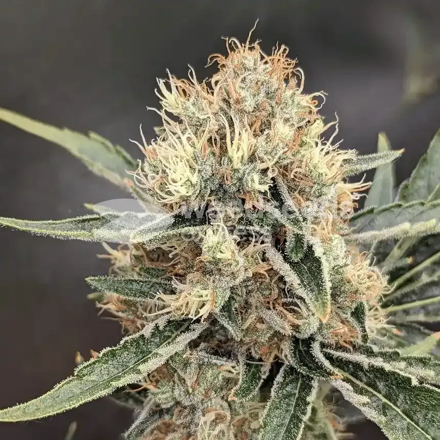 Jack Herer Feminized Cannabis Seeds - WSE USA